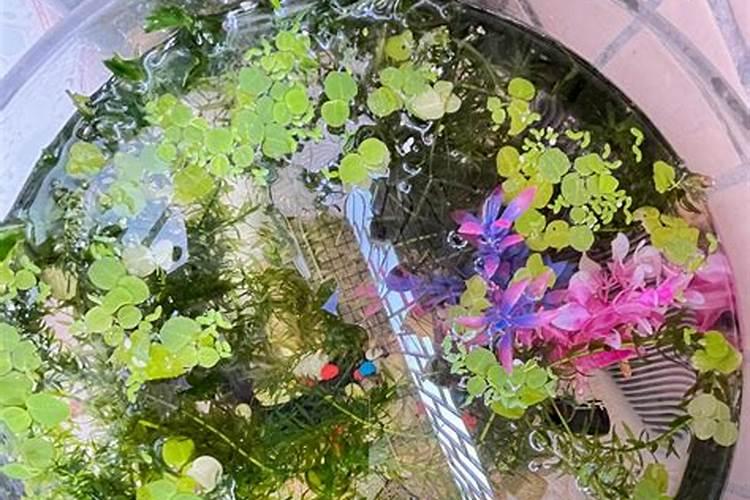 什么是鱼蛋白肥料,鱼蛋白肥料作用及使用方法