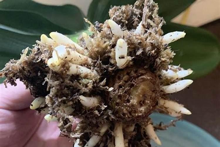 盆栽花卉用什么肥料比较好？哪些肥料生根壮根肥效好？