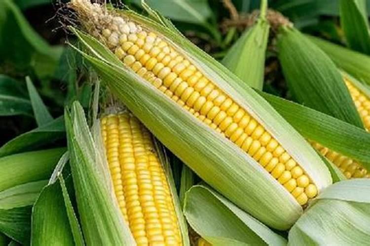 玉米出穗还可追尿素和氯化钾吗