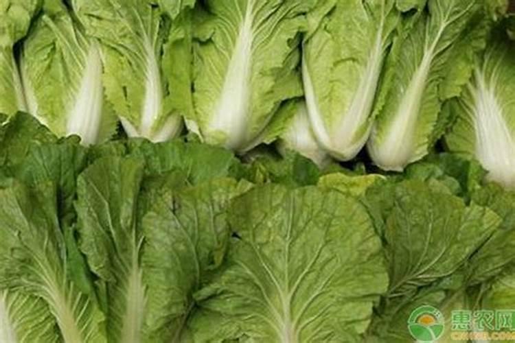 黄柏有哪些施肥的技术？