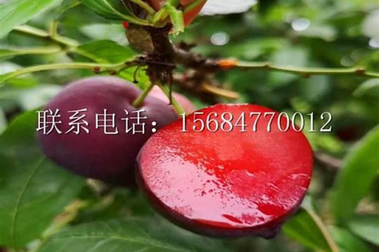 果树专用肥有哪几种