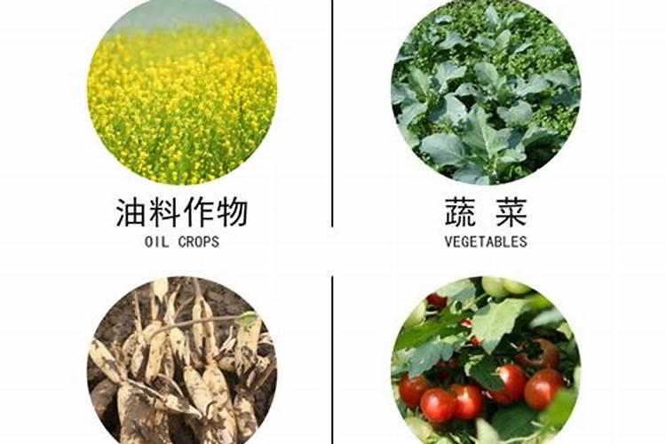 蚯蚓粪是有机肥之王是哪个石力说的