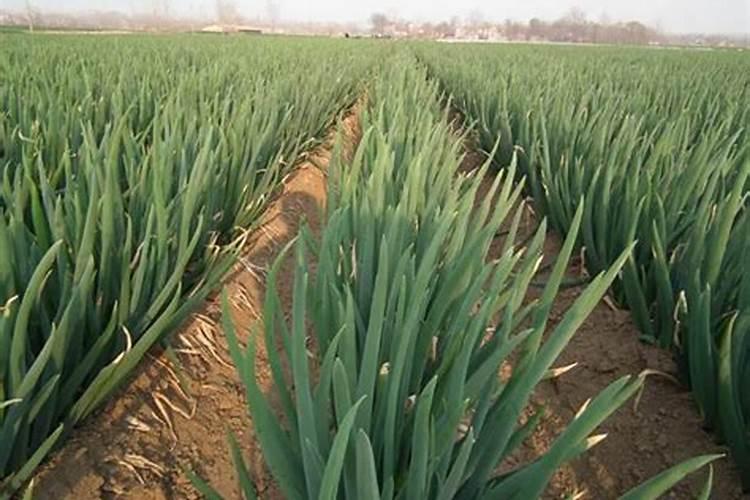 大葱用什么复合肥