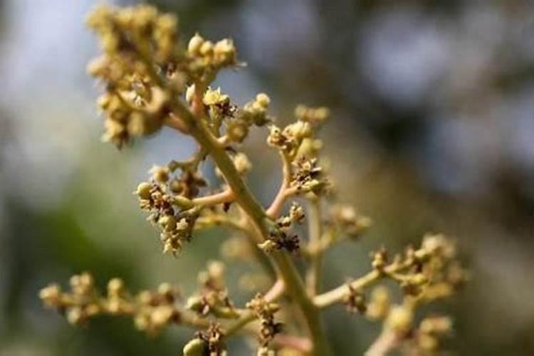 芒果 芸苔素 杨花期能用吗