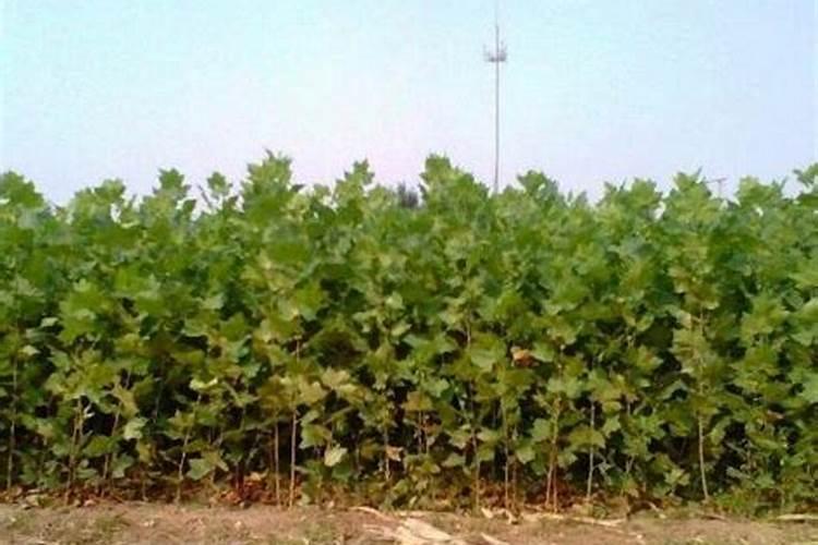 银杏树移栽多久才生根