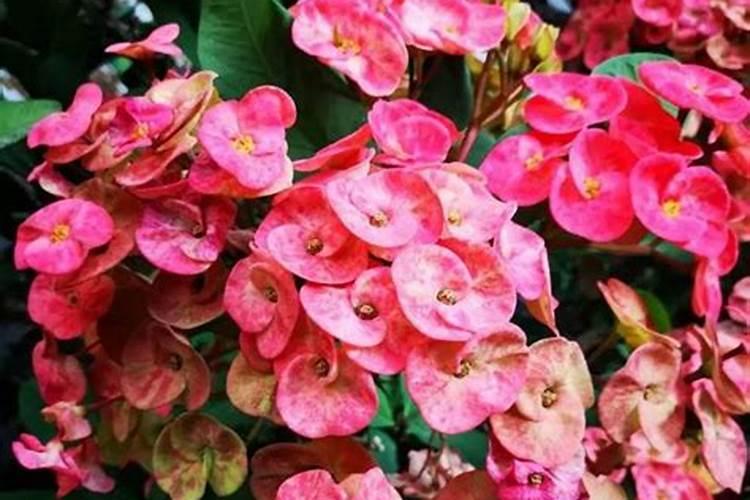 速效复合肥怎么使用正确 以免造成肥害