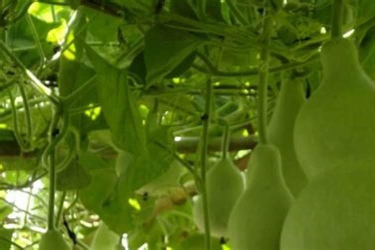 橘子树刚种上能施叶面肥吗