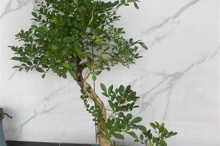 九里香冬季怎么养护