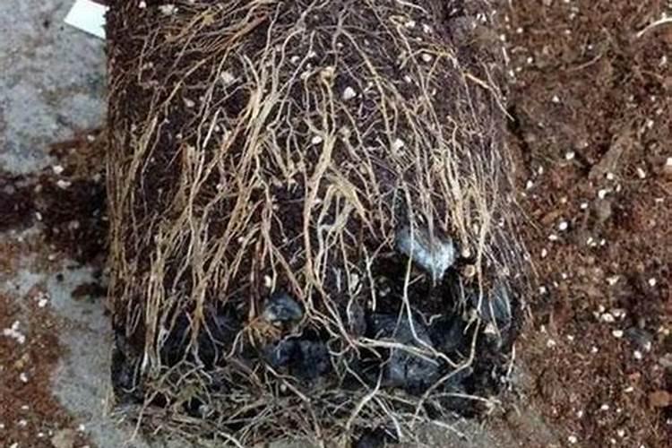 腐烂的木头可以做肥料吗