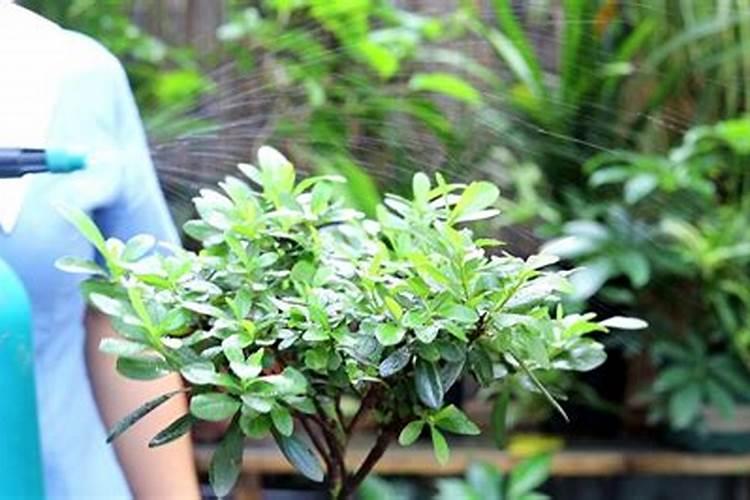 怎样给有花苞的杜鹃施肥