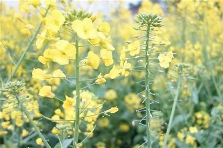 油菜什么时候施肥合适