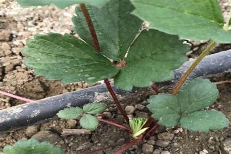 草莓苗叶子卷了怎么办 草莓苗叶子卷了解决方法