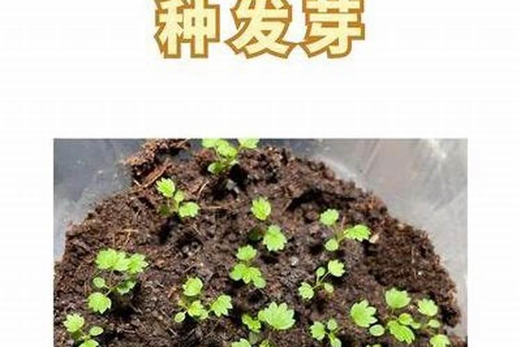 日光温室种草莓,如此防治灰霉病