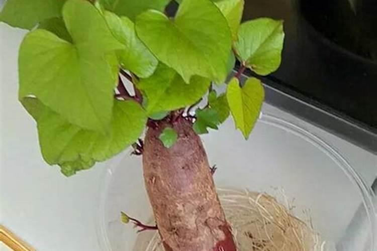 红薯最好的肥料