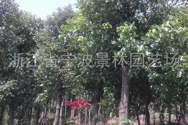 五月园林植物养护,速速来戳