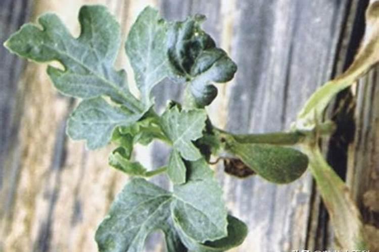 西瓜苗嫁接前可以打叶面肥不