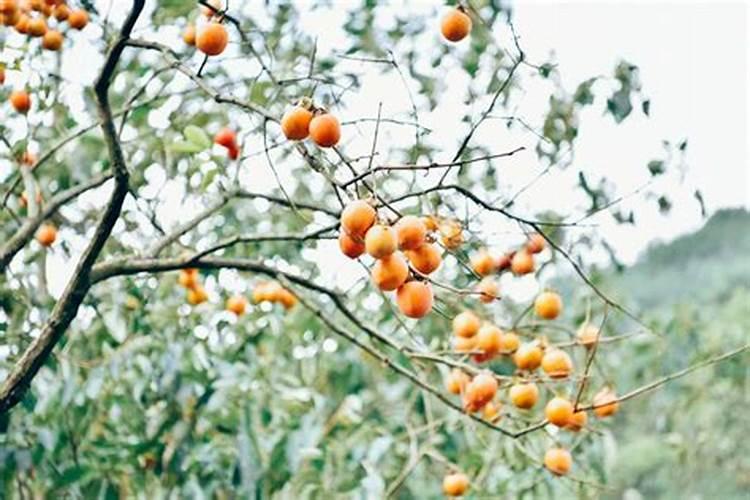 【村宝网】有哪些施肥方法可以让柿子增产增量？柿子种植技术