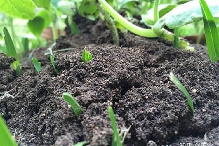 苹果树什么时候用水溶肥,怎么用最好