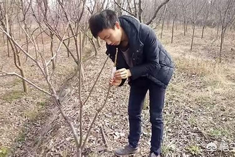 要想桃树栽植成活率高？需做好这五个要点!