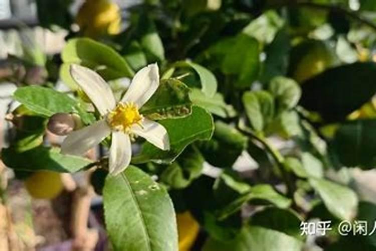 柠檬树有花苞了需要施什么肥