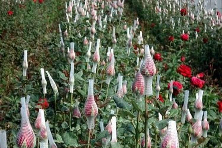 玫瑰花不施肥会怎么样