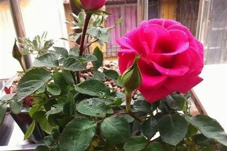 种植玫瑰花,对于土壤应该怎么选择呢？