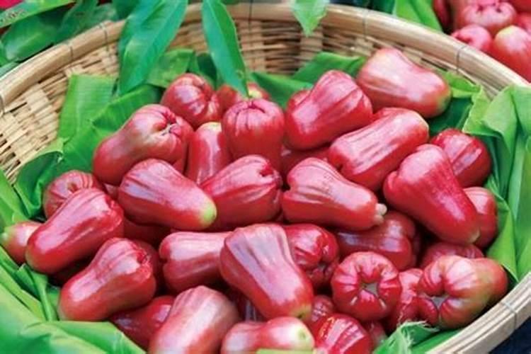 种莲雾施什么肥