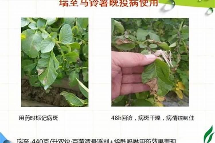 成长果树用什么钾肥