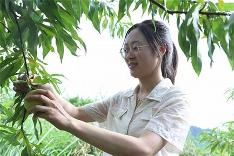 桃子高产有什么施肥方法桃树管理方法？