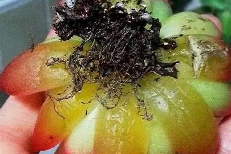 钾肥对多肉的作用