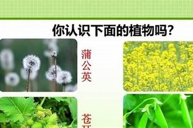 椰子靠什么方法传播种子