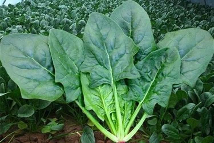 越冬菠菜施肥要点