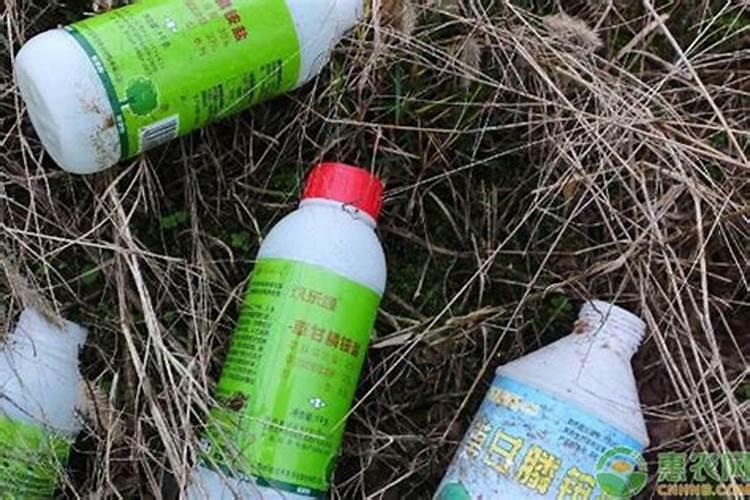 盆栽发财树施什么肥料最好