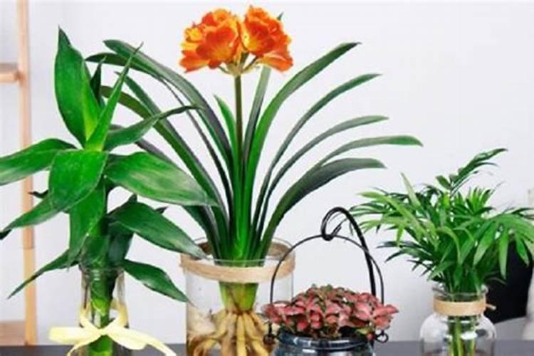 水培君子兰怎么养殖方法和注意事项