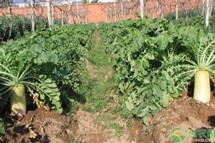 萝卜栽培平衡施肥技术有哪些原则？