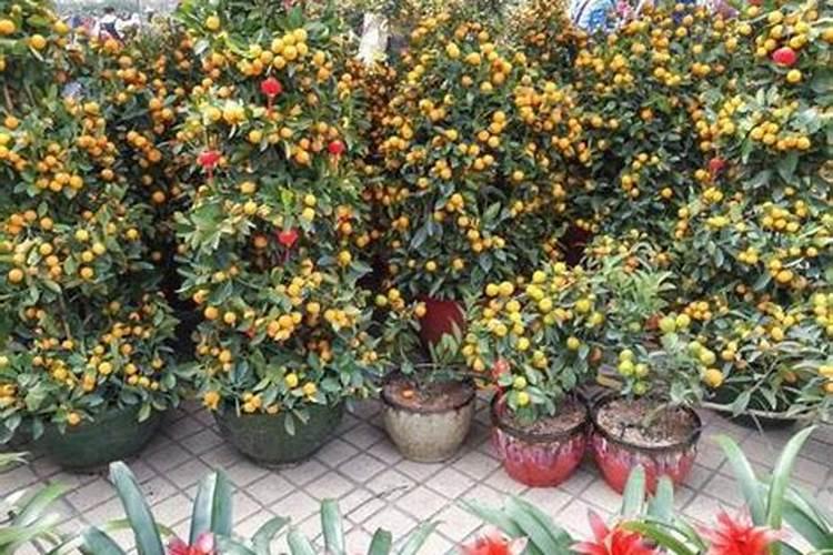 莲雾应该怎么施用水溶肥