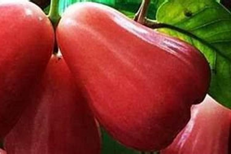 如何促进莲雾花芽分化