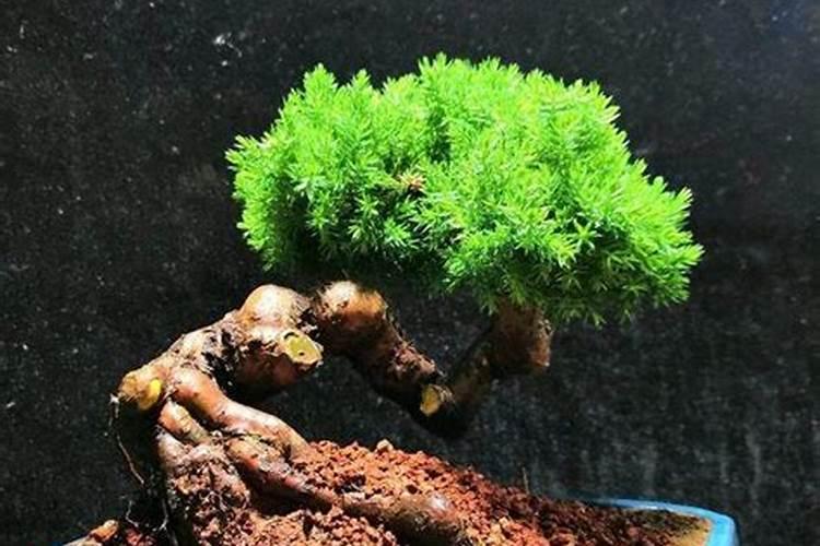 珍珠柏怎么施肥