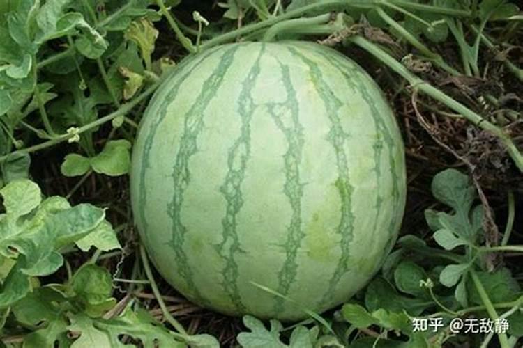 结西瓜后每株西瓜施肥硫酸钾肥多少？