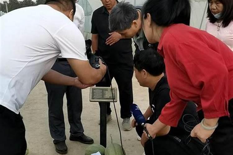 种植羊角蜜想要高产,在使用肥料时都有哪些技巧？