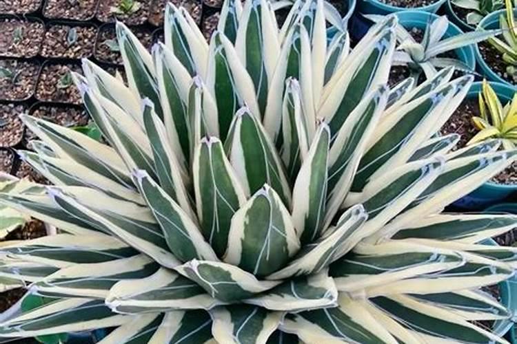 金边龙舌兰怎么养成老桩