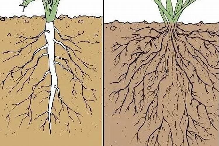 怎么做植物根系才发达