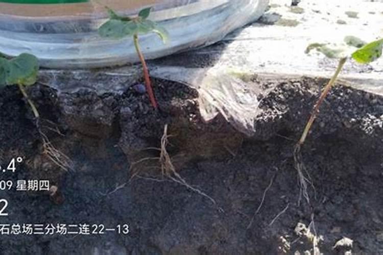 怎么做植物根系才发达