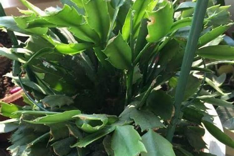 蟹爪兰花芽时如何上肥