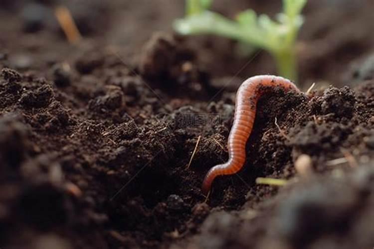 盆栽土里有蚯蚓可以施肥吗