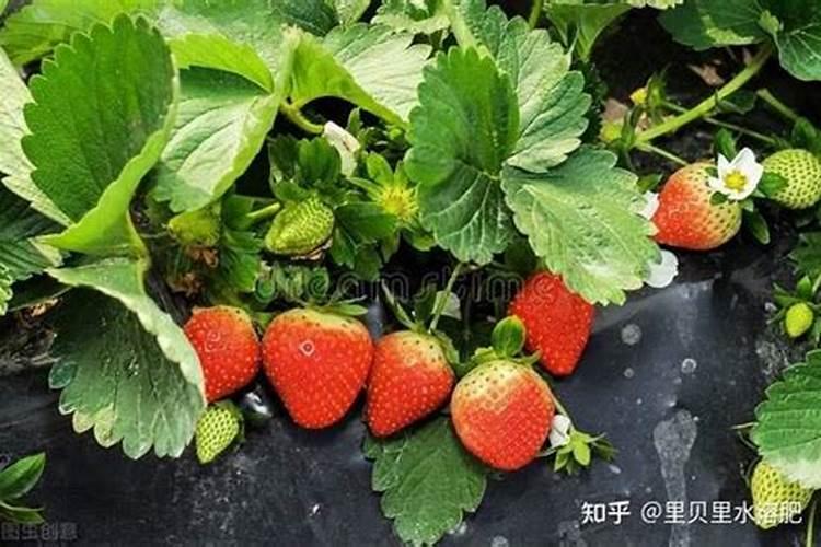 草莓养根用什么水溶肥好