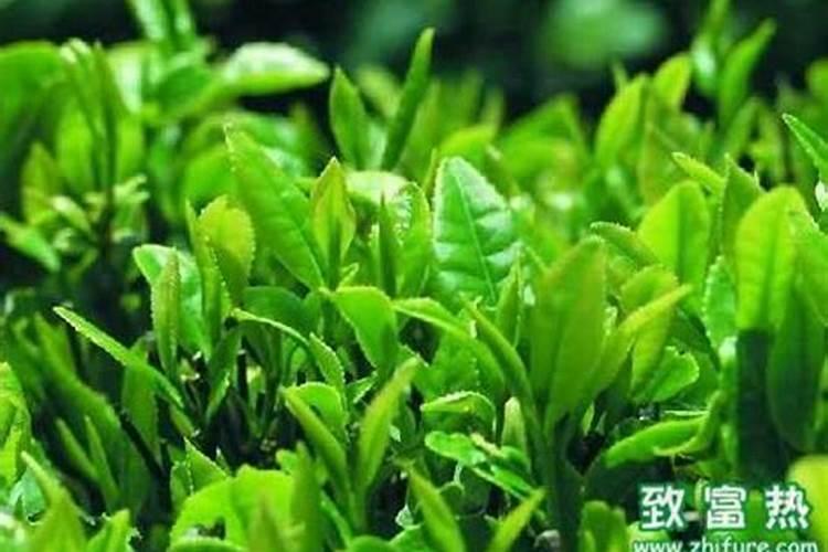 茶树肥料能用作油菜肥料吗？