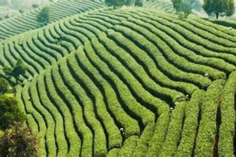 茶叶化肥使用方法