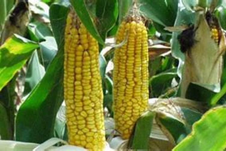 玉米种植高产高质,叶面肥什么时候喷施好