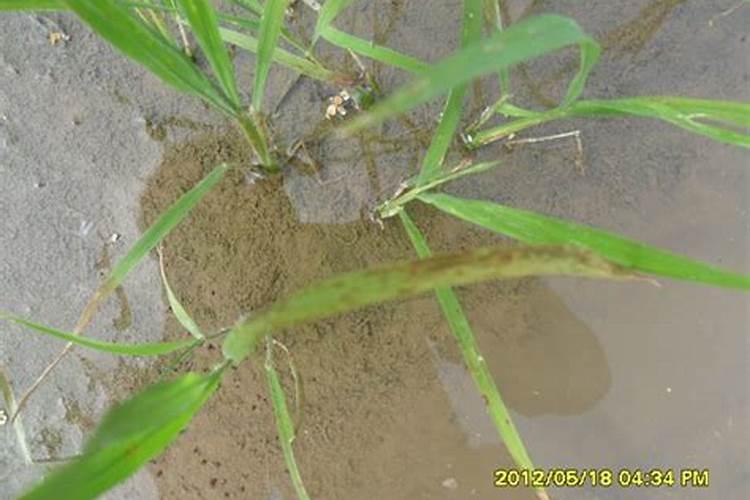 水稻得了苗叶瘟叶片发黄不生长要怎么办